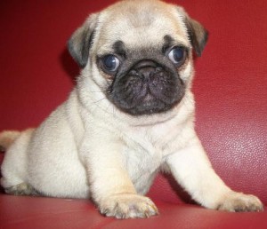 cute pug pug puppies foe your homes.