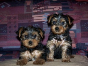 AKC Registered Teacup Yorkie for free adoptio