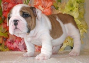 bull dogs puppies