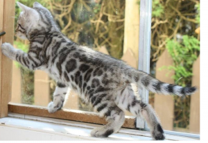 male and female bengal kittens for sale