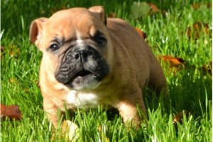 Outstanding and adorable english bulldog puppies for a new home.