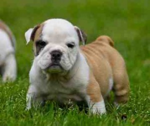 BEATIFUL ENGLISH BULLDOG PUPPIES ARE READY FOR THEIR NEW HOMES ////