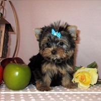 Two little male and female yorkies puppies