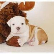 cute and adorable good looking bulldogs for adoption.