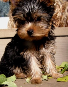 cutie yorkie puppy for good homes