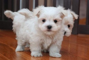 Snow white Maltese puppies to give it out