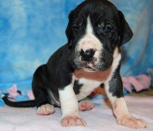 Magnificent Great dane puppies