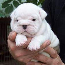 Ready to go english bulldog puppies