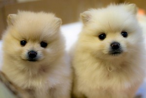 Pomeranian Puppies For Free Adoption Adorable