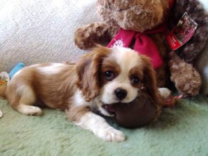 Cavalier King Charles Spaniel Puppie