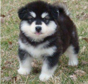 Alaskan Malamute Puppy