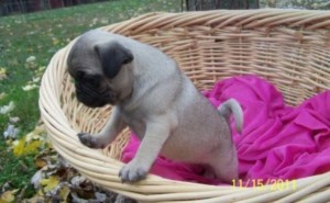 Beautiful pure bred pug Puppies ready