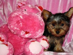 Available Yorkie Puppies Male and Female