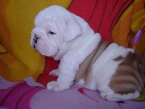 friendly English bulldog puppies ready