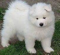 amazing and cute Samoyed Puppies