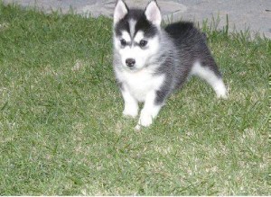 Cute and adorable Siberian husky puppies