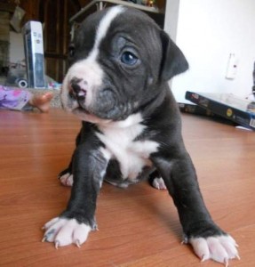 American Pit Bull Terriers Puppies