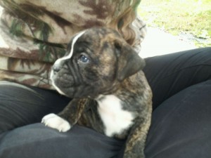 100% European Boxer Puppies - Due Christmas Day 2012!!