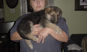 Vet,AKC Registered German Shephard puppy.