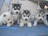 Siberian Huskies  for sale to lovely homesssssss