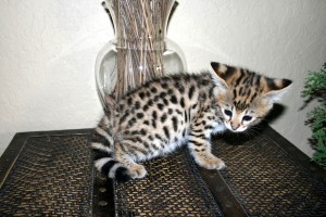 Beautiful Savannah kittens Available For Sale