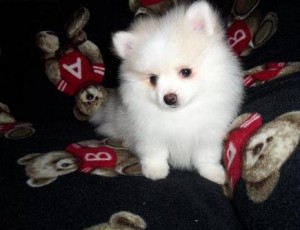 Healthy teacup pomeranian puppies for adoption