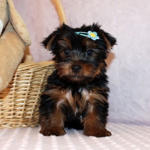 Astonishing and adorable teacup yorkies for xmas