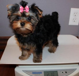 Astonishing and adorable teacup yorkies for xmas call/text 954-526-8636