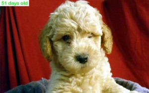 Australian Labradoodle Puppies Available Now!