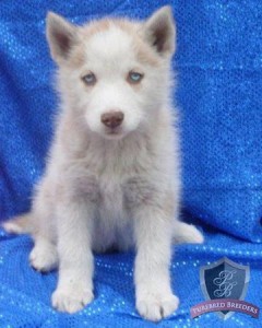 Gorgeous Siberian Husky Puppy (9weeks Old) for Sale