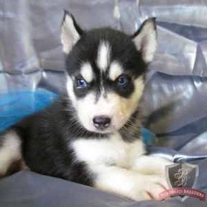 SIBERIAN HUSKY PUPS 2 red and white females. AKC registered.