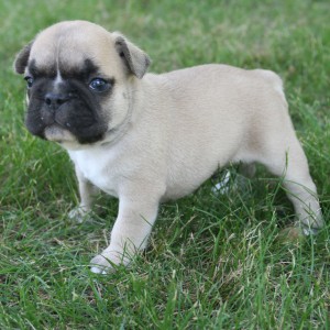 lovely french bulldog puppies (707) 726-8248