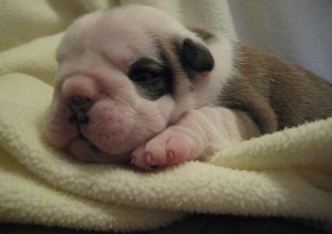 Beautiful English Bulldog puppies For Adoption