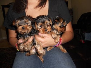 Cute AKC Champion Bloodline Teacup Yorkshire Terrier Puppies for Adoption