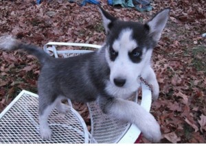 Beautiful AKC registered Siberian Husky Puppies.