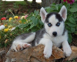 GORGEOUS MALE AND FEMALE BLUE EYES SIBERIAN HUSKY PUPPIES FOR ADOPTION