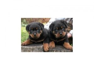 CALM ROTTWEILER PUPPIES.