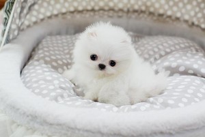 Akc Tiny Teacup Pomeranian Puppies contact with cell phone number  #!!