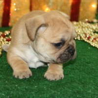 ADORABLE FRENCH BULLDOG PUPPIES AVAILABLE