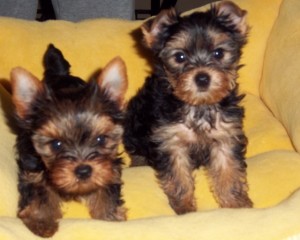 Excellent Yorkie Puppies For Free Adoption