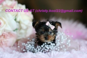 Healthy male and female Teacup Yorkie puppies available for adoption