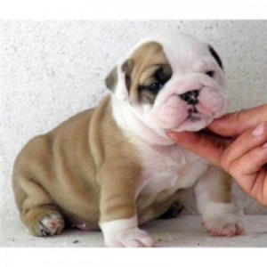 Adorable male and female English bulldog puppies for sale.