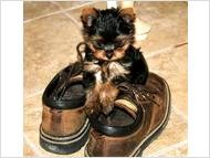 Cute tea Teacup Yorkie Puppies