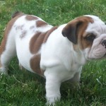 Beautiful and Excellent QUALITY STANDARD AKC ENGLISH BULLDOG PUPPIES