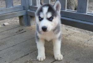 Affectionate Blue eyes siberain husky puppies for Xmass