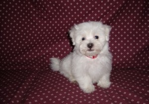 House Trained Maltese Puppy.Text me at (9518217840) if interested.