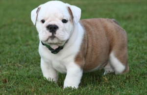 Gorgeous Black English bulldog puppies Available