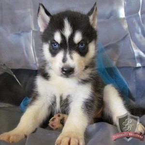 Cute Siberian Husky Puppies With Lovely Blue Eyes