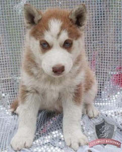 Blue eyes siberian husky puppies ready for new home