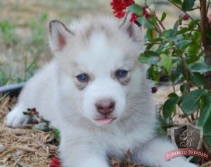 Cute And Adorable Babies Black An White Siberian Husky Puppies Ready